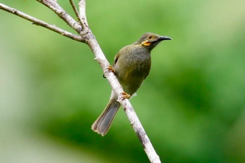 Northern Wattled Honeyeater