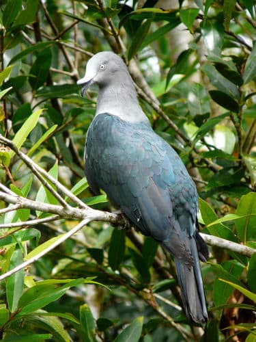 Nuku Hiva Imperial-Pigeon