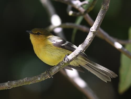 Ochraceous-breasted Flycatcher