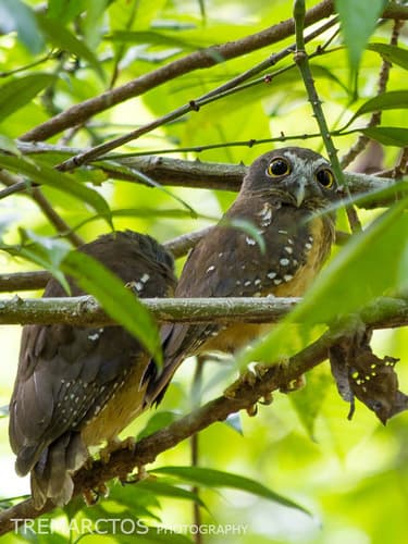 Ochre-bellied Boobook