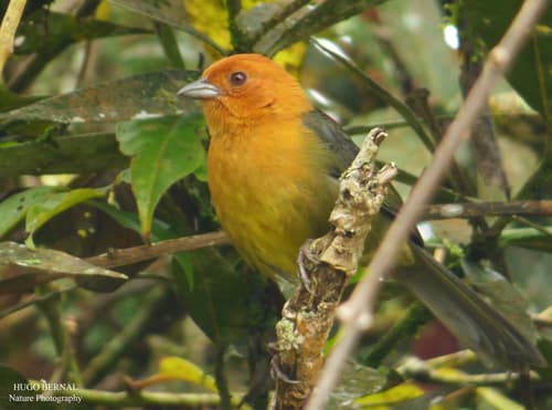 Ochre-breasted Brushfinch