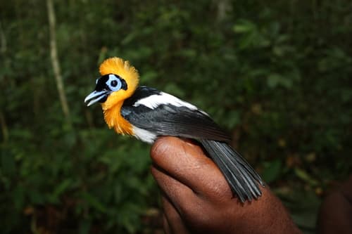 Ochre-collared Monarch