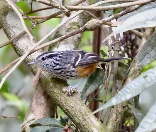 Ochre-rumped Antbird