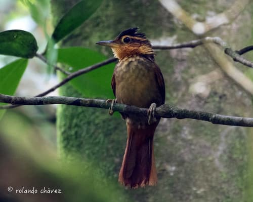 Ochre-throated Foliage-gleaner