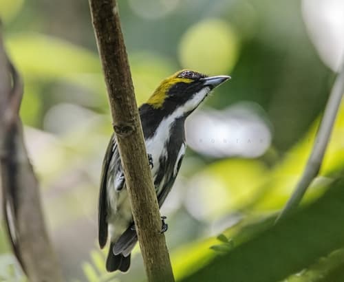 Olive-backed Flowerpecker