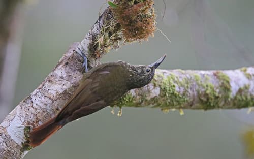 Olive-backed Woodcreeper