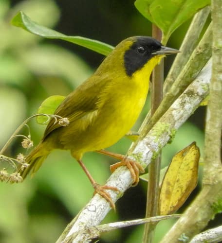 Olive-crowned Yellowthroat