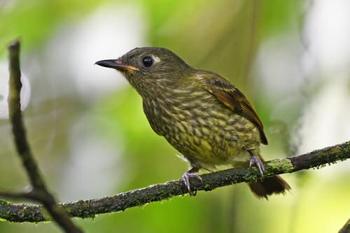 Olive-streaked Flycatcher