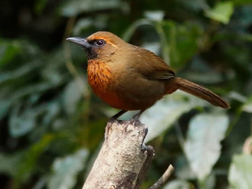 Orange-breasted Laughingthrush