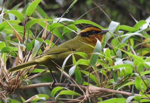 Orange-browed Hemispingus