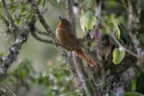Orange-eyed Thornbird