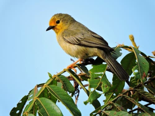 Orange-fronted Plushcrown