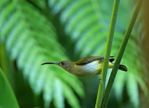 Orange-tufted Spiderhunter