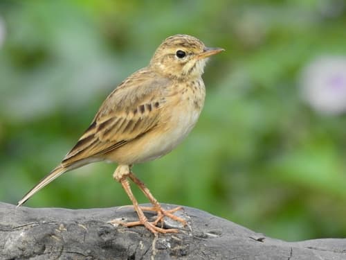 Paddyfield Pipit