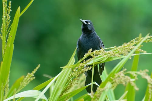 Pale-eyed Blackbird