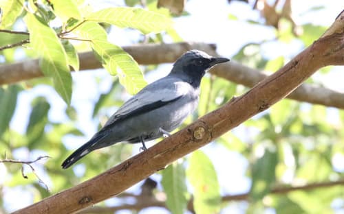 Pale-shouldered Cicadabird
