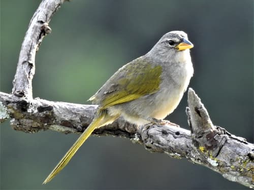 Pale-throated Pampa-Finch