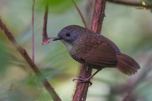 Pale-throated Wren-Babbler