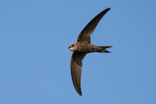 Pallid Swift