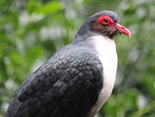 Papuan Mountain-Pigeon