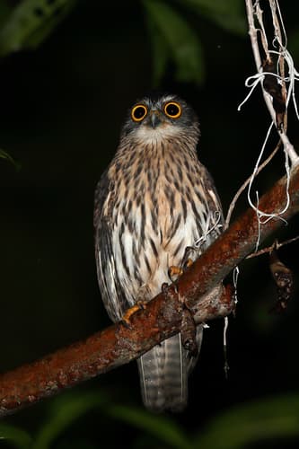 Papuan Owl