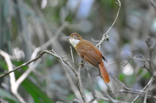 Pernambuco Foliage-gleaner