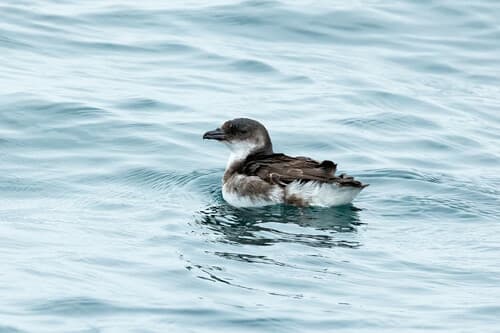 Peruvian Diving Petrel