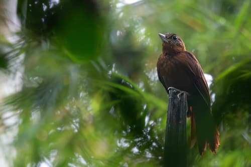 Peruvian Recurvebill