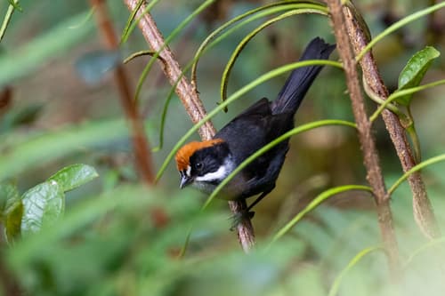 Peruvian Slaty Brushfinch
