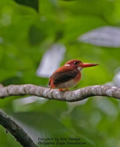 Philippine Dwarf Kingfisher