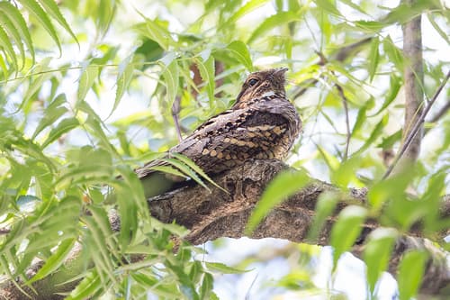 Philippine Nightjar