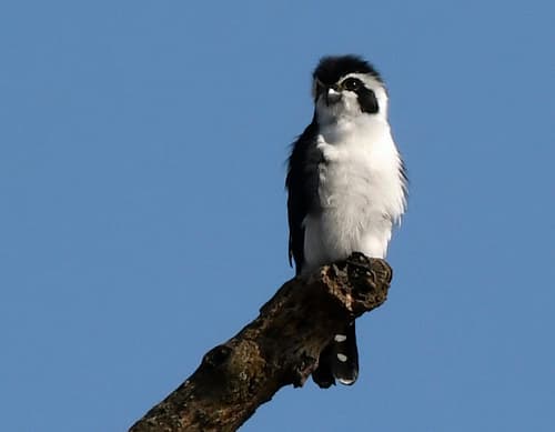 Pied Falconet