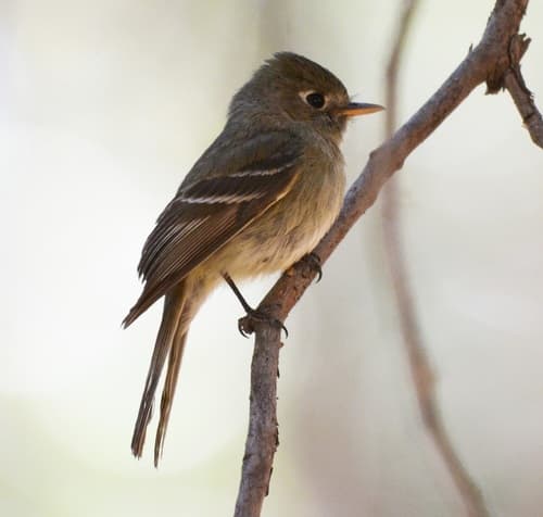 Pine Flycatcher