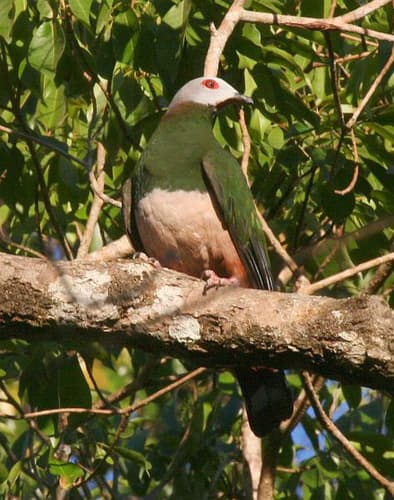 Pink-bellied Imperial Pigeon