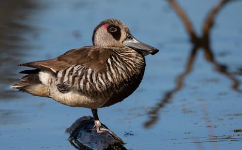 Pink-eared Duck