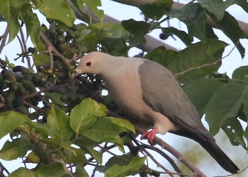 Pink-headed Imperial Pigeon