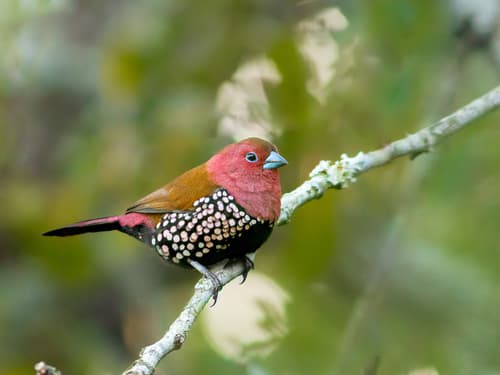 Pink-throated Twinspot