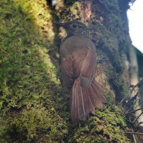 Piping Long-tailed Woodcreeper