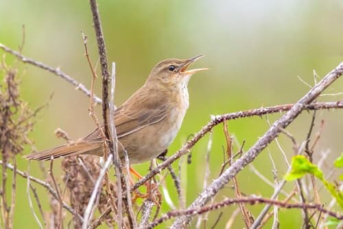 Pleske's Grasshopper Warbler