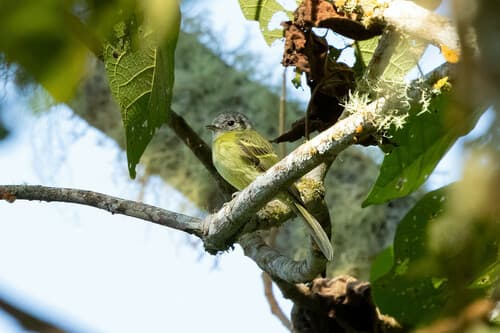 Plumbeous-crowned Tyrannulet
