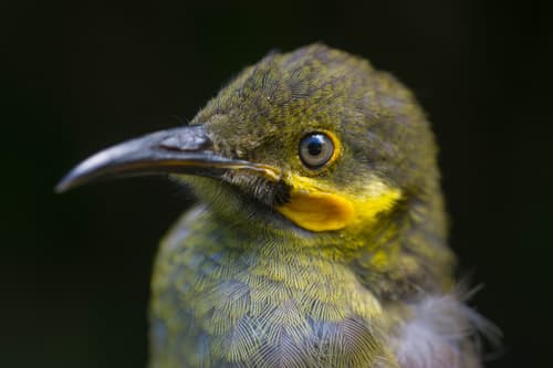 Polynesian Wattled Honeyeater