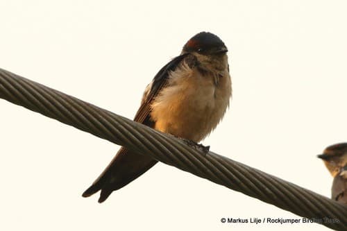Preuss's Swallow