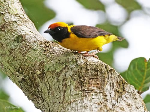 Preuss's Weaver