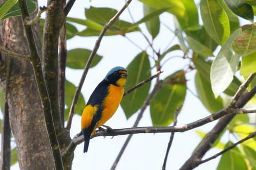 Puerto Rican Euphonia