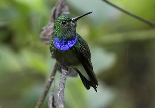Purple-chested Hummingbird