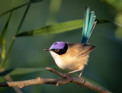 Purple-crowned Fairywren