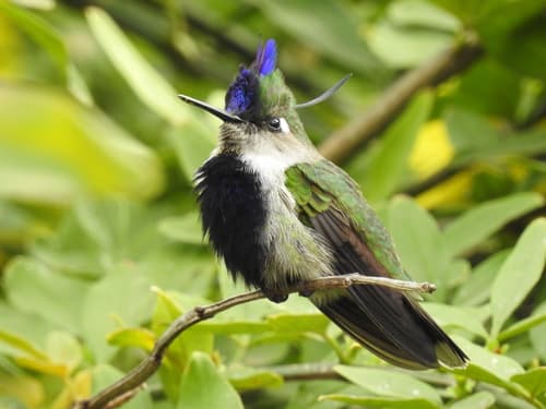 Purple-crowned Plovercrest