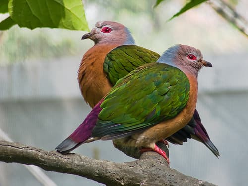Purple-tailed Imperial Pigeon
