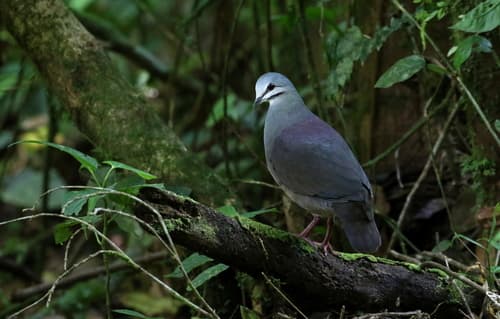 Purplish-backed Quail-Dove