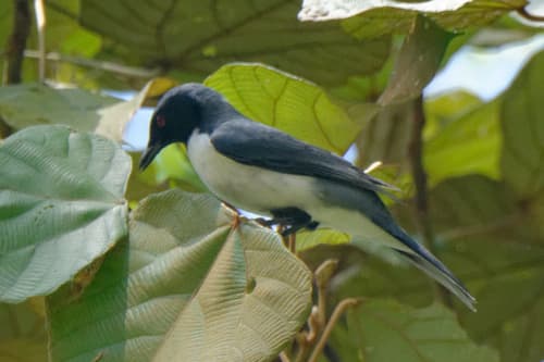 Pygmy Cuckooshrike